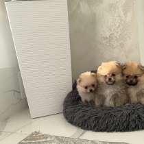 Шпиц, в г.Берлин