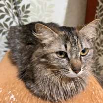 Отдам кошечку, в Усть-Илимске
