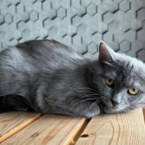 Друзья, ищет дом кошечка Дымка, в Москве