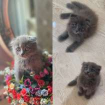 Котёнок, в Москве