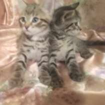 Котята, в Сергиевом Посаде