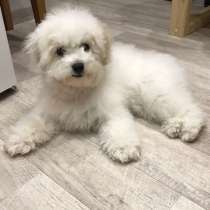 Бишон фризе Владикавказ, в Владикавказе