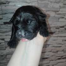 Щенки Американского Питбультерьера, в Санкт-Петербурге