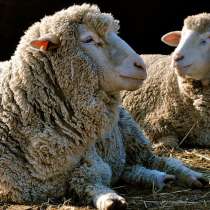 Племенные овцы Прекос (Скот из Европы класса Элита и Элита Р, в г.Ереван