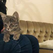 Отдам котёнка в добрые руки;), в г.Тбилиси