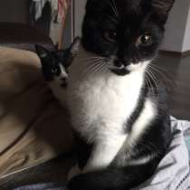 Отдам Бэтмена в добрые руки, в Москве