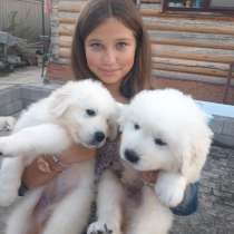 Продаются щенки мареммо-абрудской овчарки, в Иванове