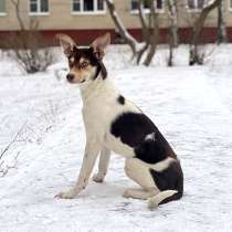Ваш самый лучший компаньон, молодая собачка Люся в дар, в г.Москва