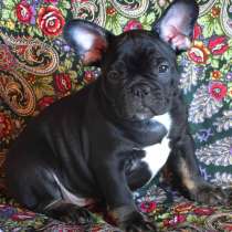 Французский бульдог (Мальчик), в Москве