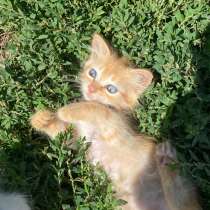 Одам в хорошие руки, в Кисловодске