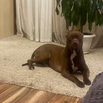 Открыта бронь на щенков питбультерьер редноус, в Курске