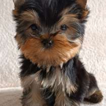 Yorkshire Terrier. Mini girl. Baby face, в г.Гамбург