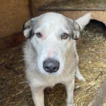 Нежную Беллу хотели утопить в гудроне, в Москве