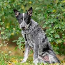 Меня сняли с крыши и назвали Скай, в Подольске
