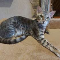 Кошечка: ориентал с бенгалом, пять месяцев, в г.Мариуполь