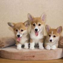 Щеночки Корги Чистокровные, в Волгограде