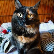 Живописная кошка Леся в дар, в Москве
