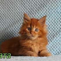 Maine Coon female рыжая девочка Мейн-Кун, в г.Рига