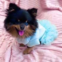 Померанский шпиц! Слепая малышка Бэкки ищет семью!, в Москве