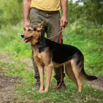 Метис овчарки собака Каштанка, в Москве