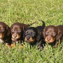 Такса Тюмени, в Тюмени