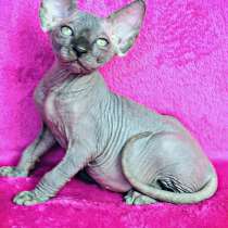 Sphynx Blue Prince, в Москве