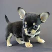 Чихуахуа Сыктывкар, в Сыктывкаре