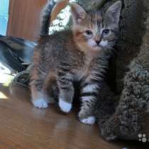 Крошка-Картошка, чудесный домашний котенок в дар, в Москве
