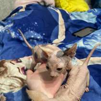 Канадский сфинкс, в Твери