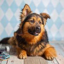 Пушистый большой добряк Большой в добрые руки, в Москве