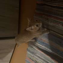 Котик, в Москве