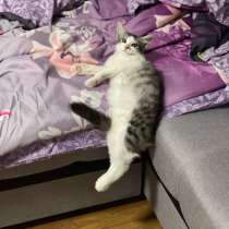 Тишка, в Казани