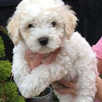 Бишон фризе Майкоп, в Майкопе