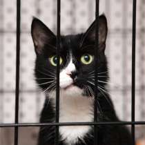 Кошечка Марпл в поисках дома, в Москве