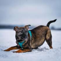 Девочка Хлоя – нежнейшее создание! Ищет дом, в Москве