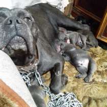 Щенки кане корсо, в Донецке