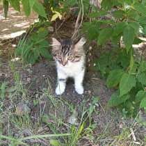 Пушистый котенок, в г.Улан-Удэ