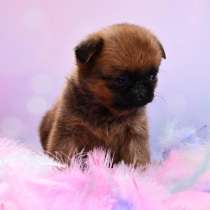 Мини девочка пти-брабансон, в Москве