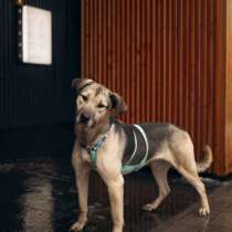 Собака в добрые руки, в Москве