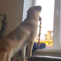 Собака, в Магадане