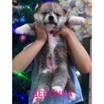 Щенки Акита-ину, в Калуге