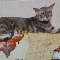 Котята: ориентал с бенгалом, в г.Мариуполь