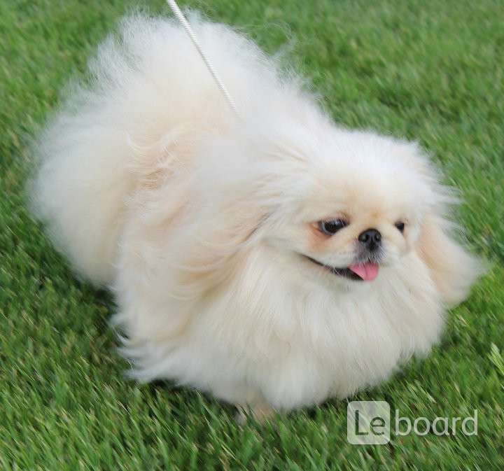 китайский пекинес белый. королевский пекинес белый. пекинес белый. пекинес белый. королевский пекинес белый.