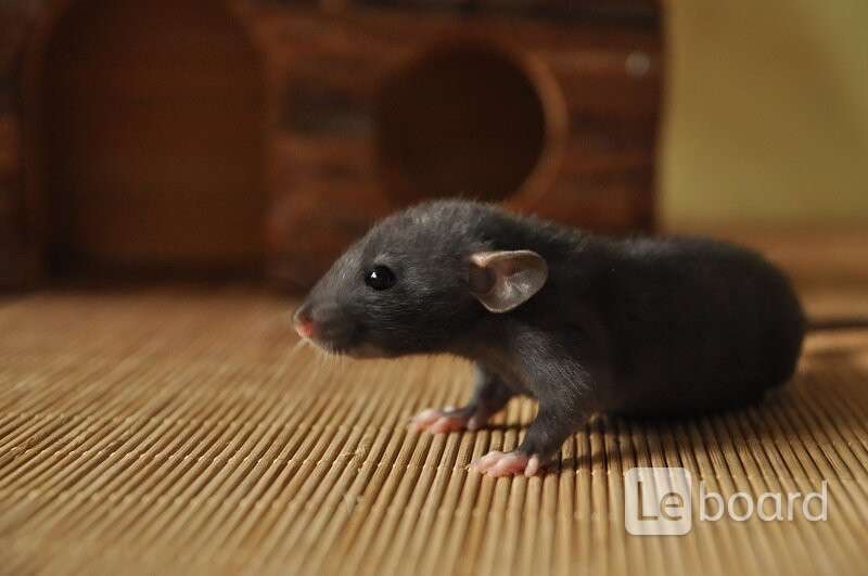 Крыса Черная Домашняя Купить