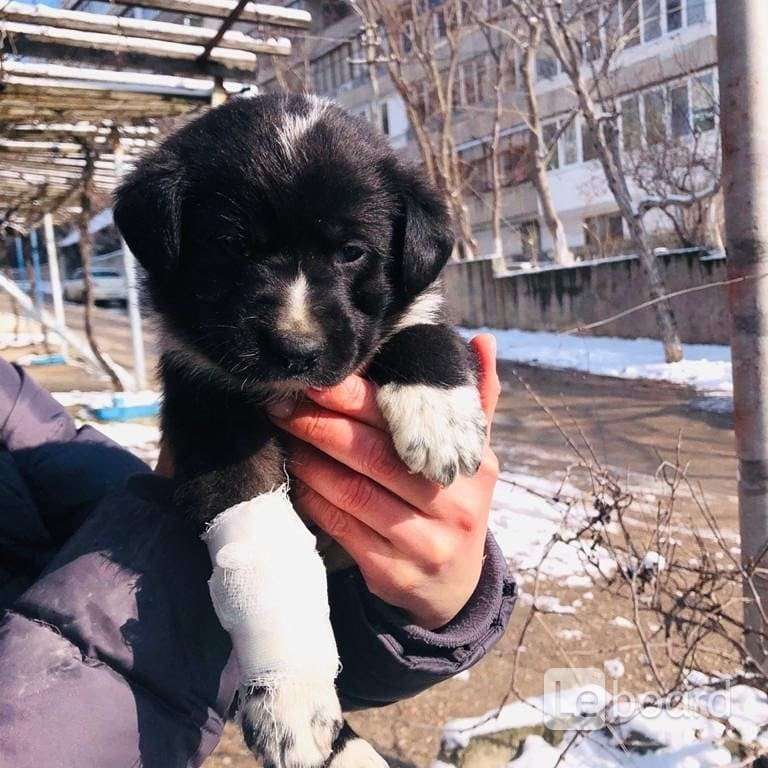 Купить Собаку В Севастополе На Авито