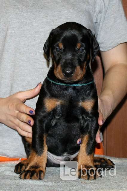 доберман щенок. доберман щенок. американский доберман пинчер. доберман щенок в рублях. доберман иркутск.