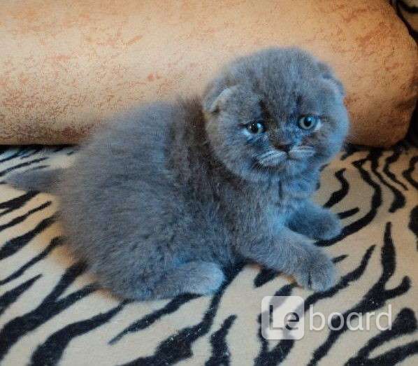 Шотландские Котята Купить В Тамбове